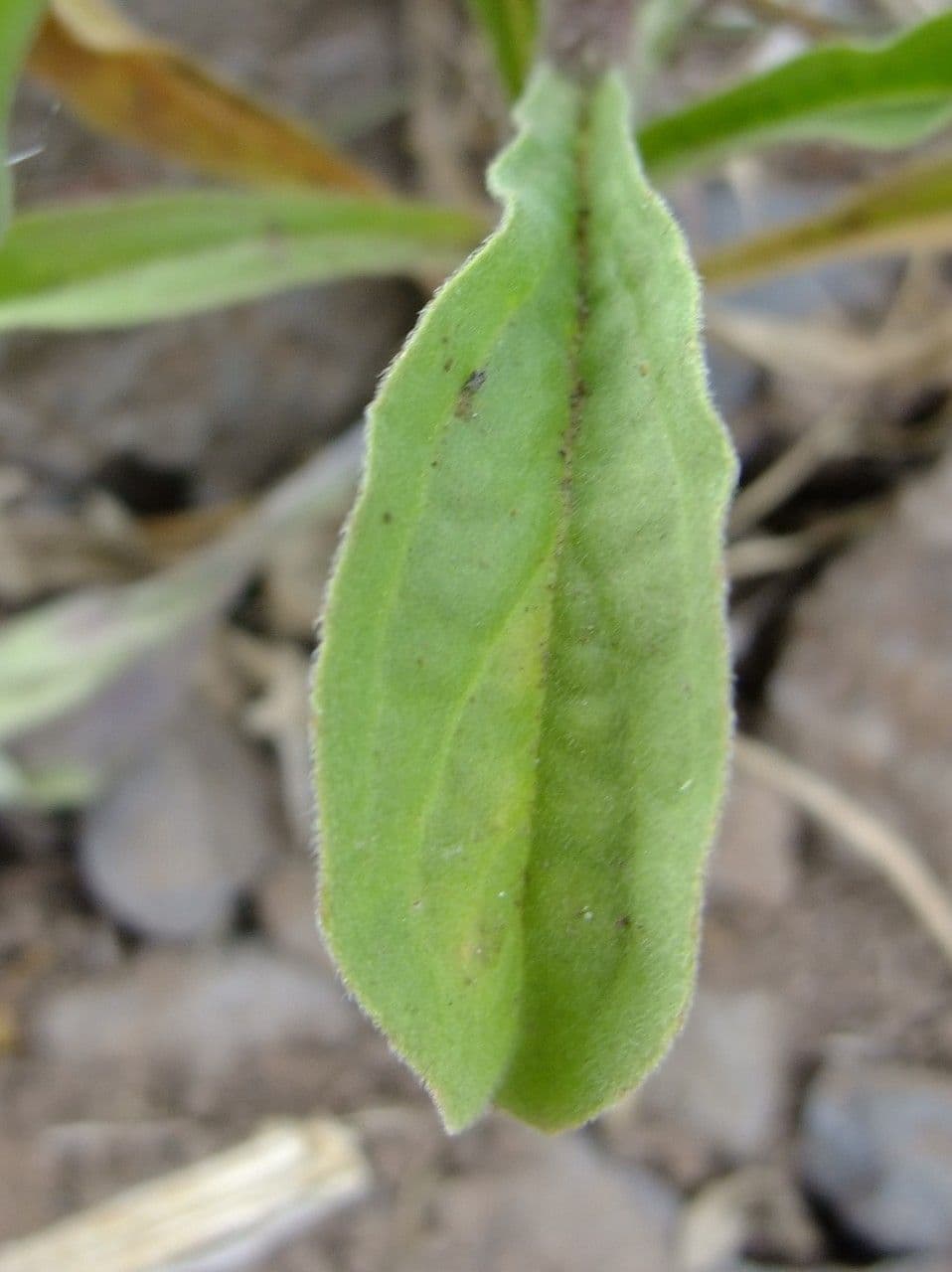 Asteriscus acquatico 15