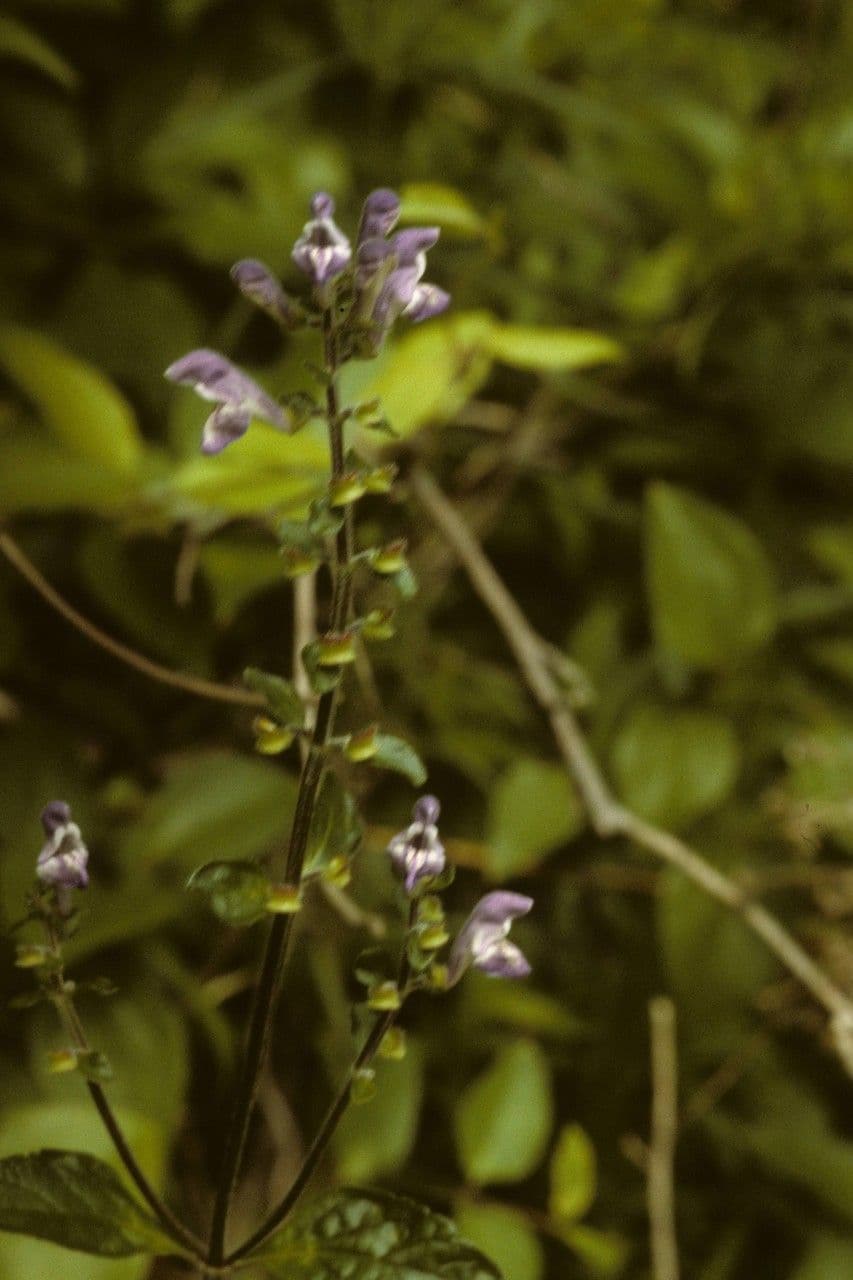 Scutellaria 8