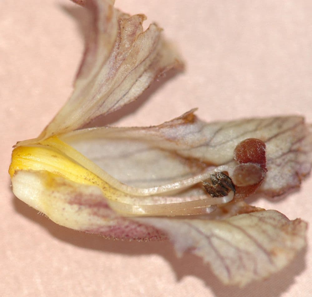 Orobanche 13