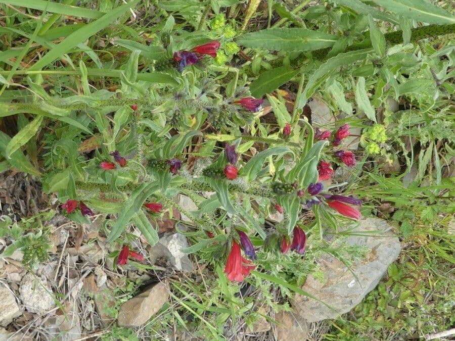 Echium cretico 11