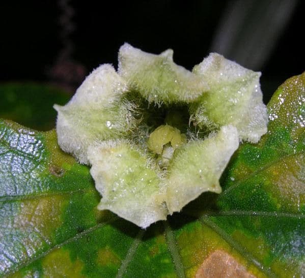 Cayaponia racemiforme 6