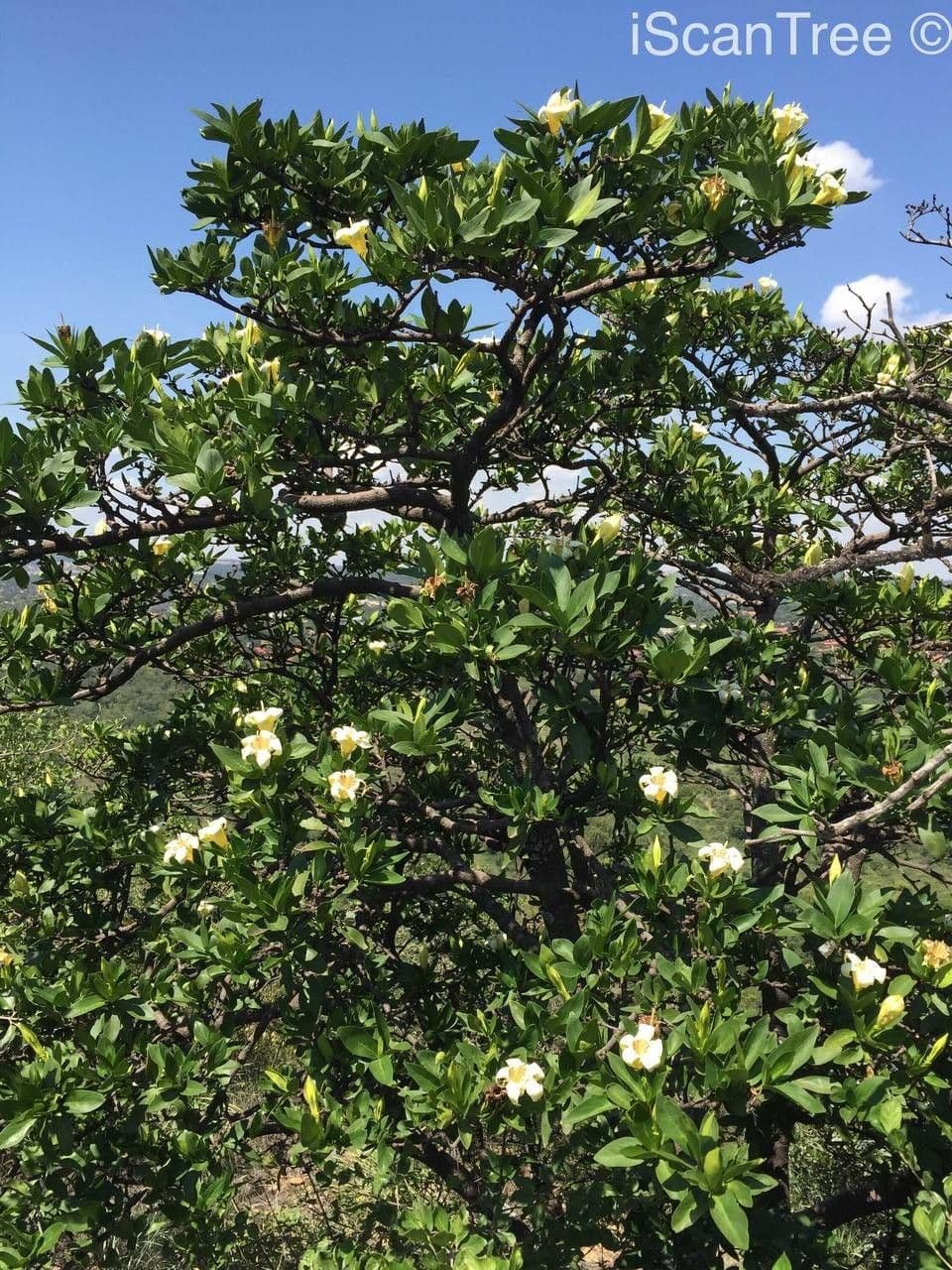 Gardenia del Capo 15