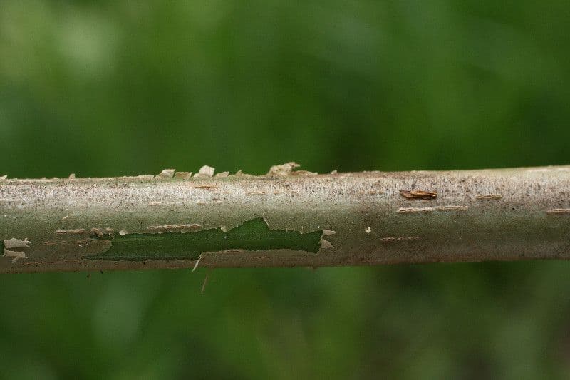 Omphalea 10