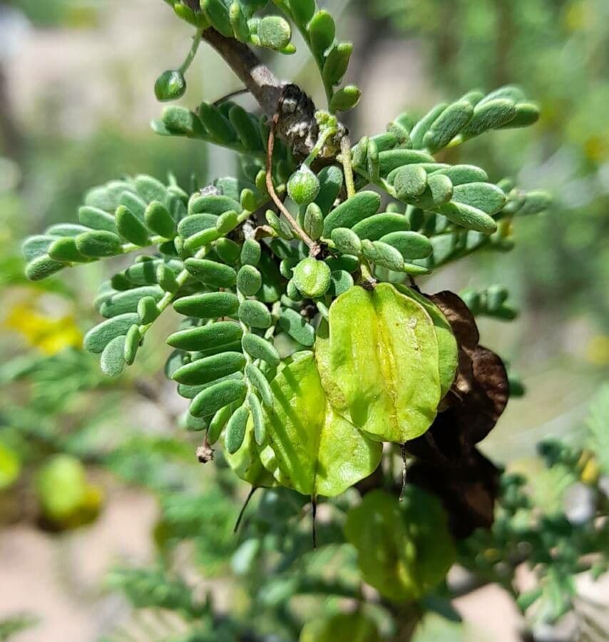 Bulnesia