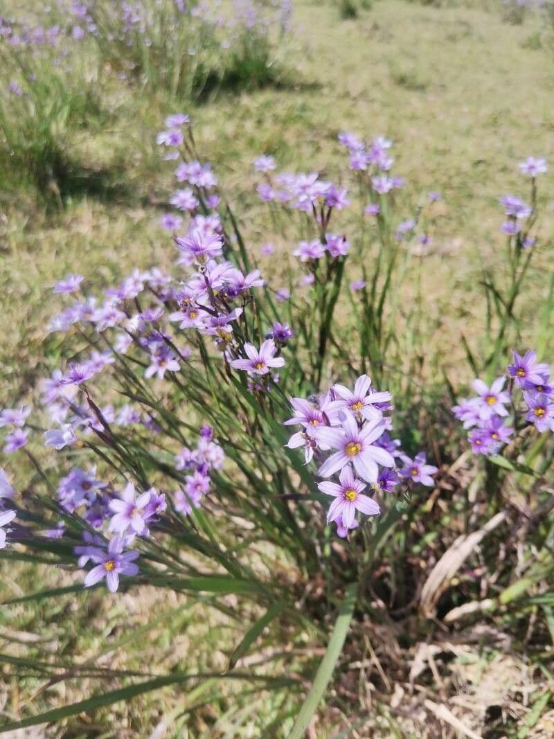 Sisyrinchium 2