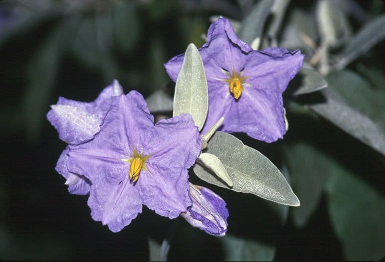 Solanum hindsianum 7