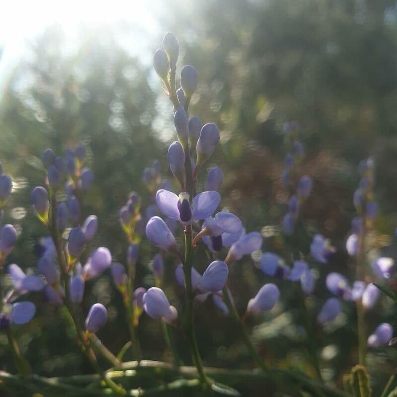 Comesperma 3