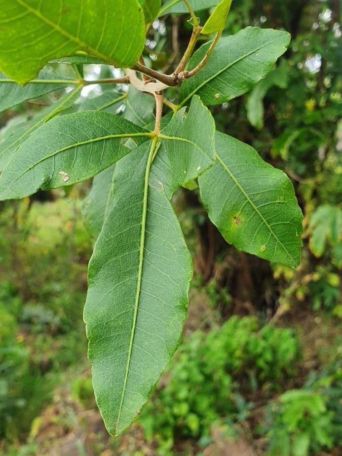Searsia natalensis 16