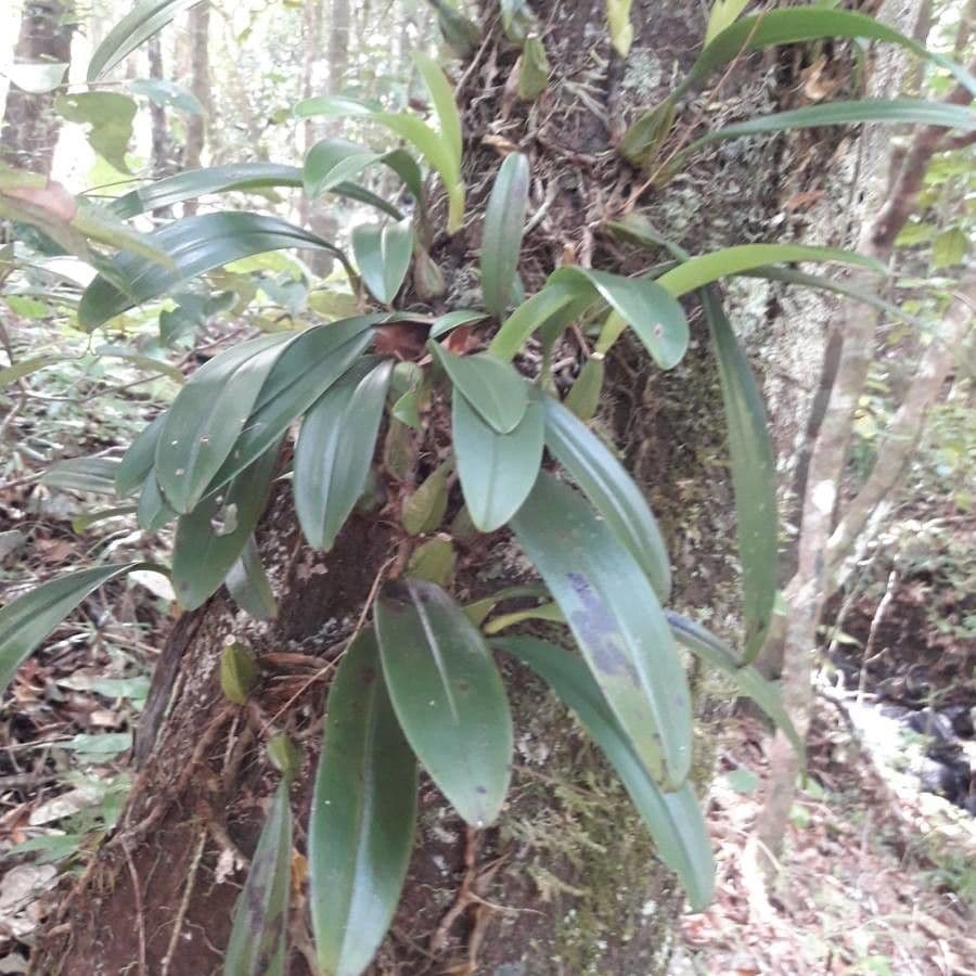 Orchidea ombrello pallida 15