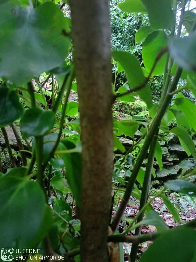 Griselinia 19