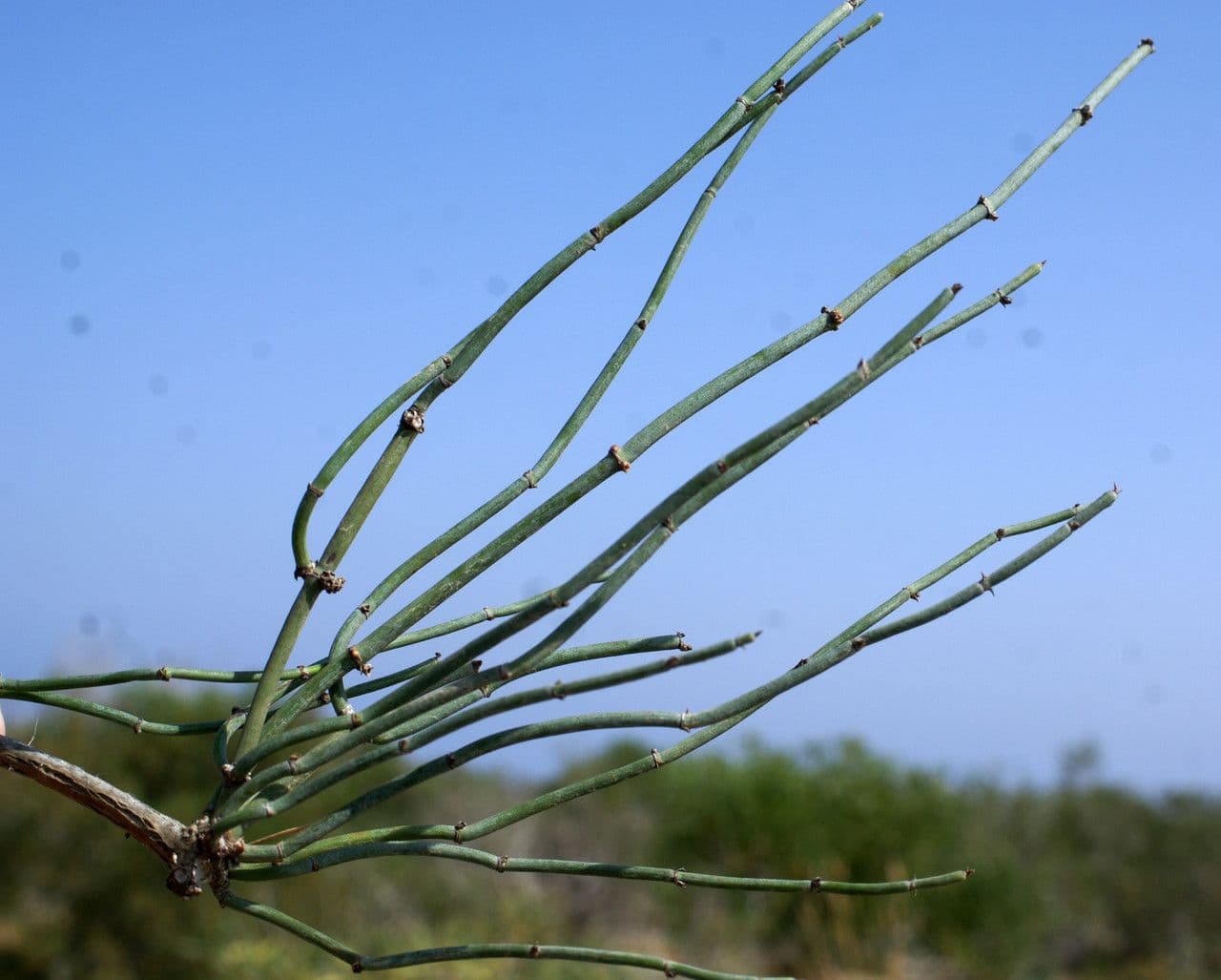 Efedra 11