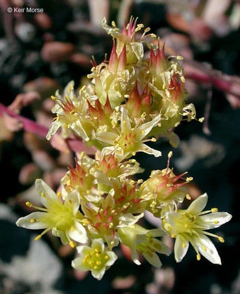 Sedum dell'Oregon
