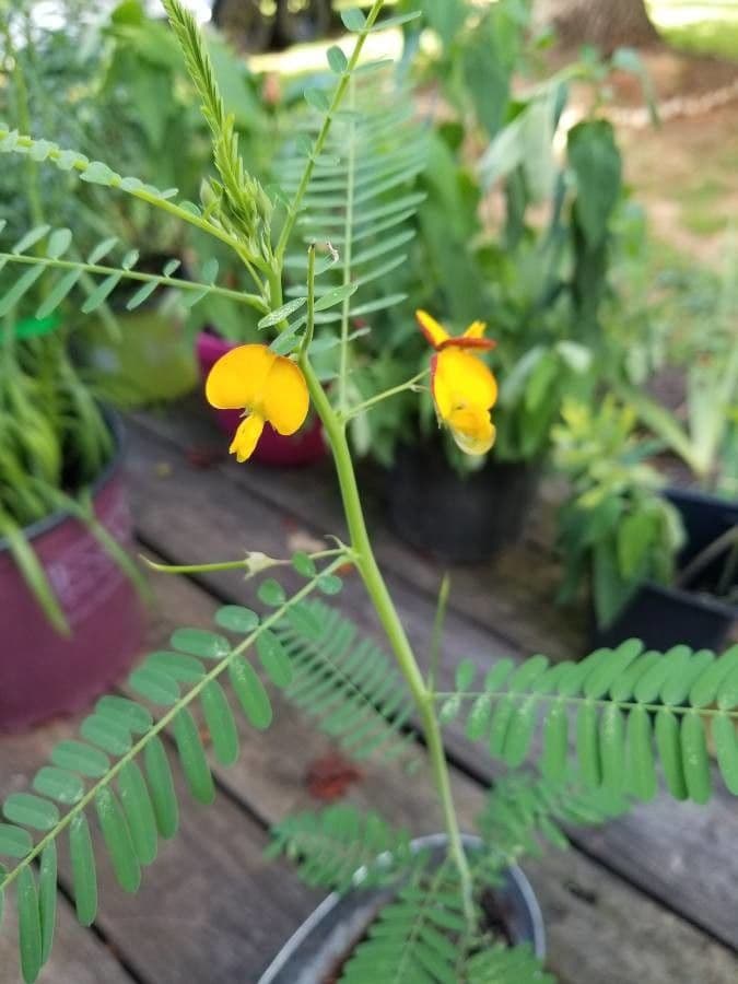 Sesbania herbacea 10