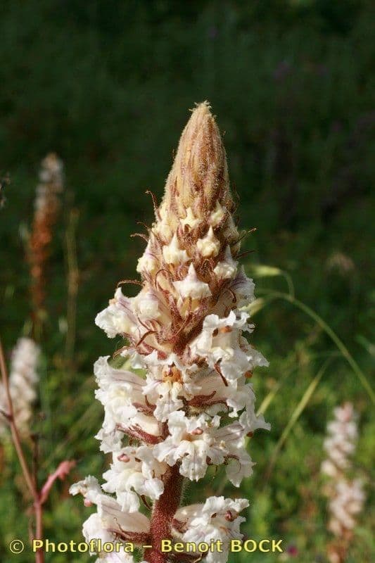 Corbiculada
