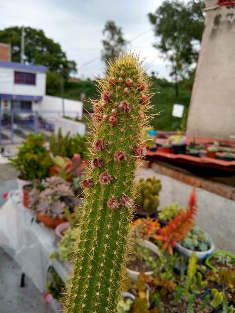 Cleistocactus 14