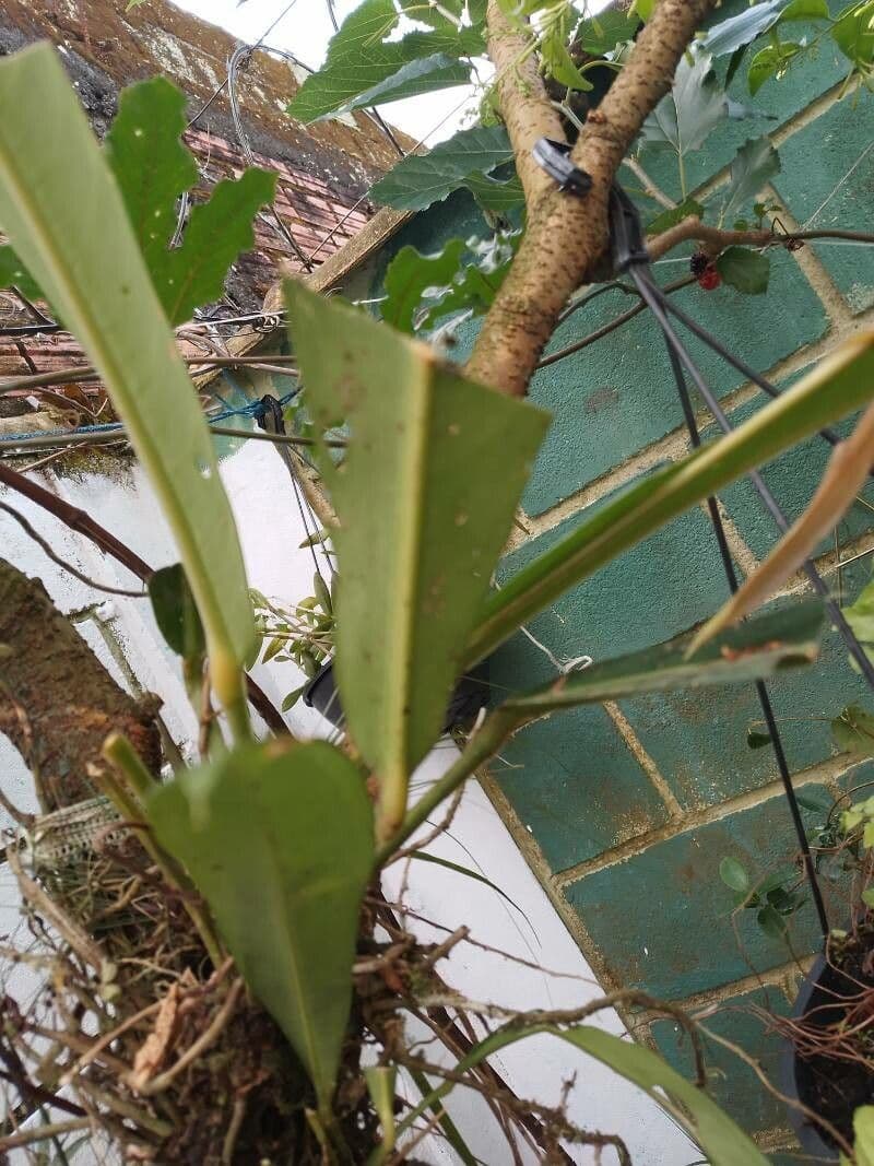 Anthurium 5