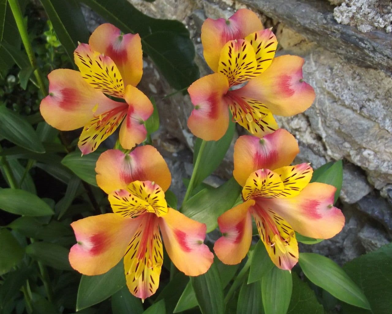 Alstroemeria aurea 9