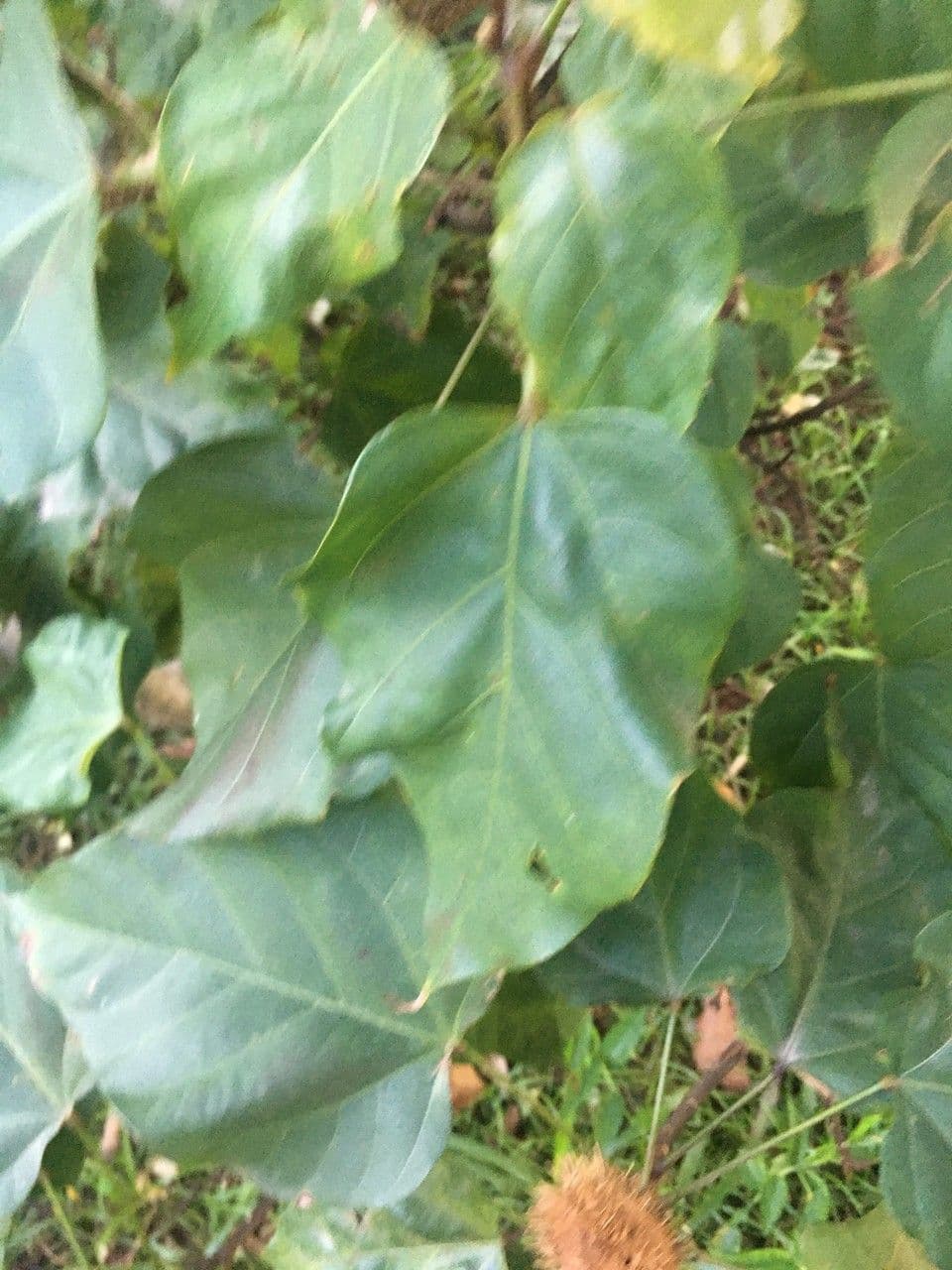 Achiote 20