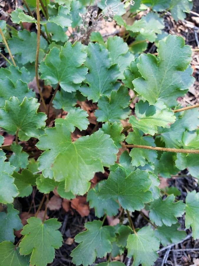 Heuchera cilindrica 6