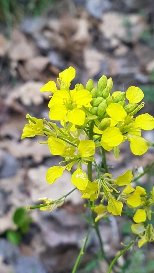 Alyssoides utriculata 6