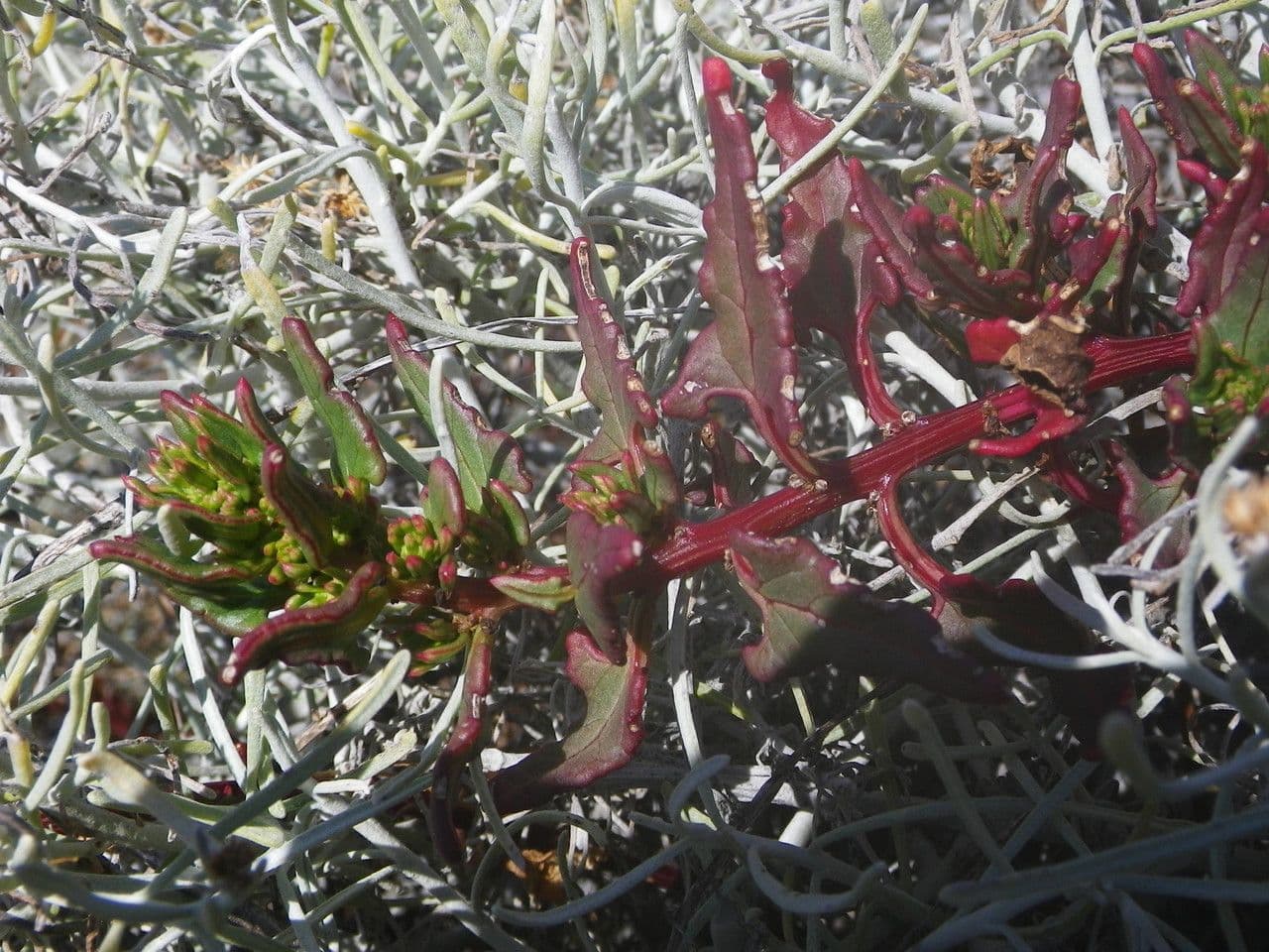 Patellifolia 11
