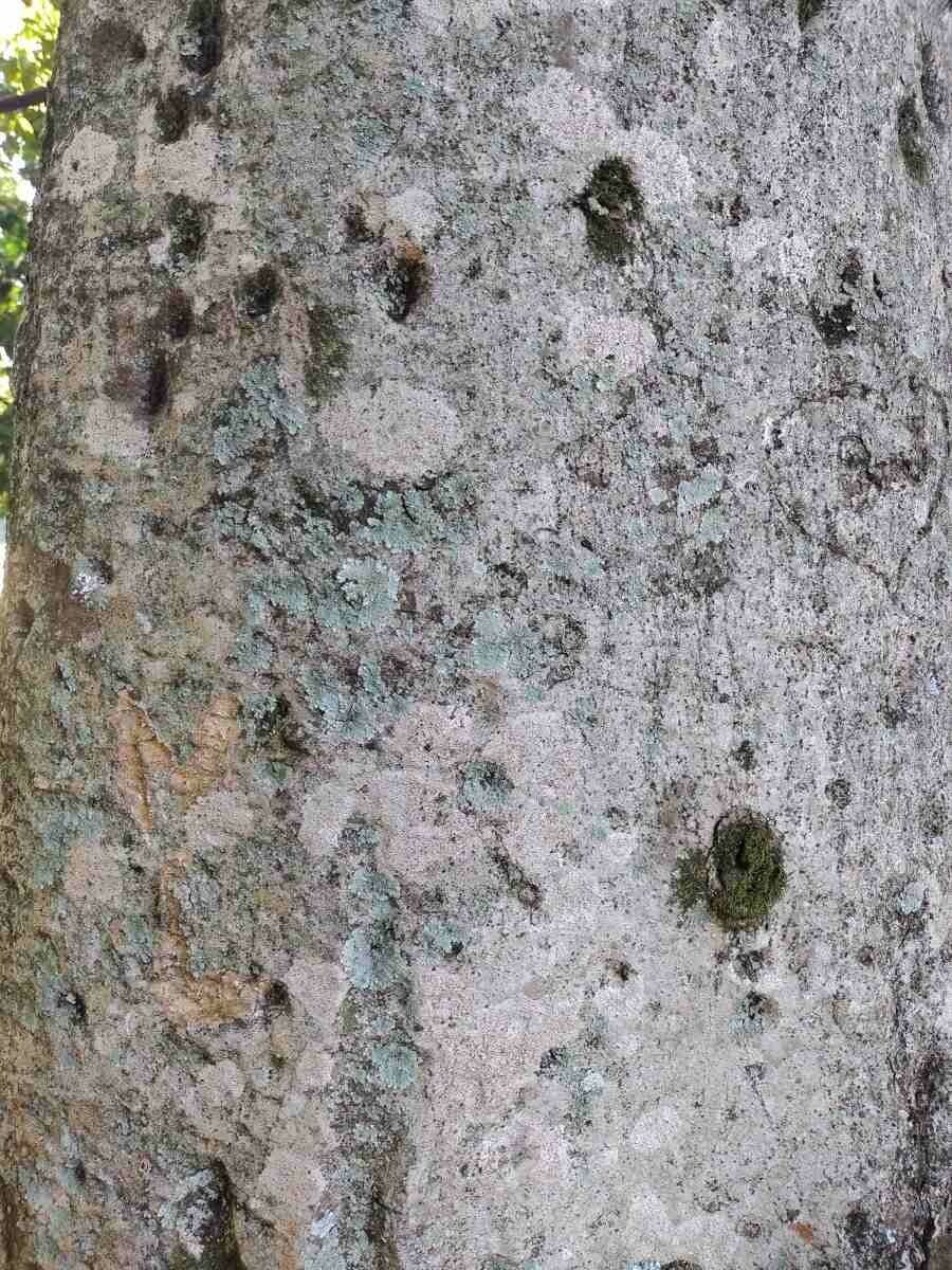 Sterkúlia bezkvetá 21