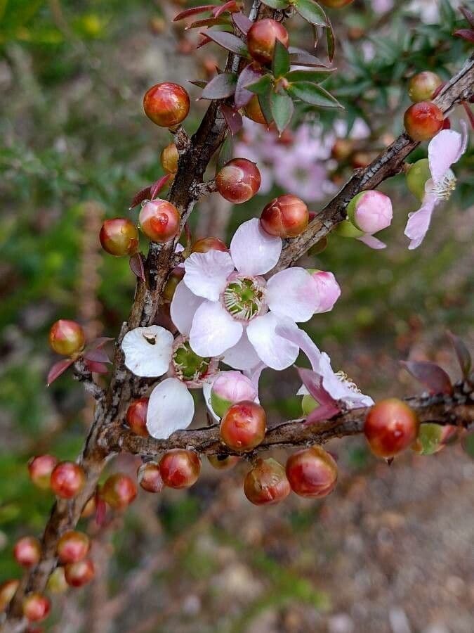 Leptospermum squarrosum 7