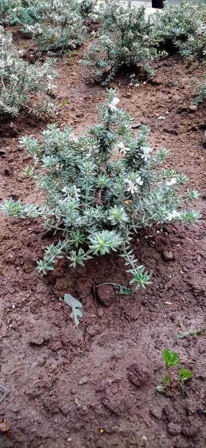 Westringia arbustiva 10