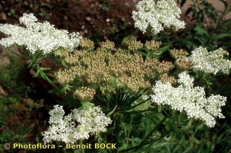 Pleurospermum austriaco 12