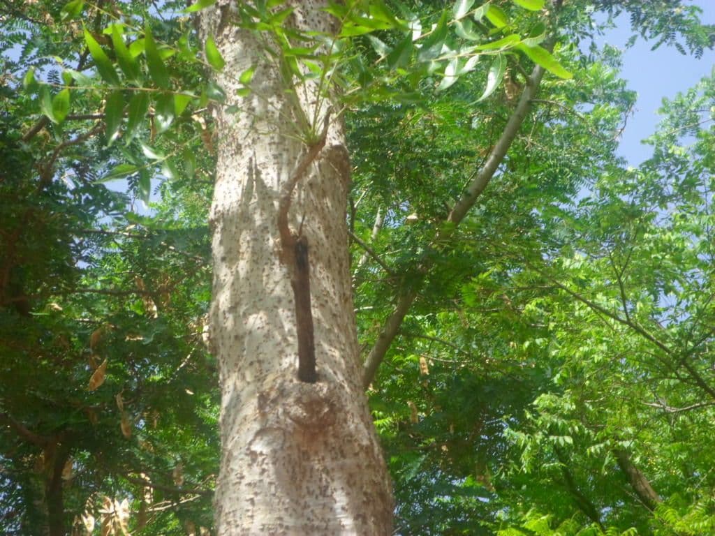 Boswellia dalzielii 4