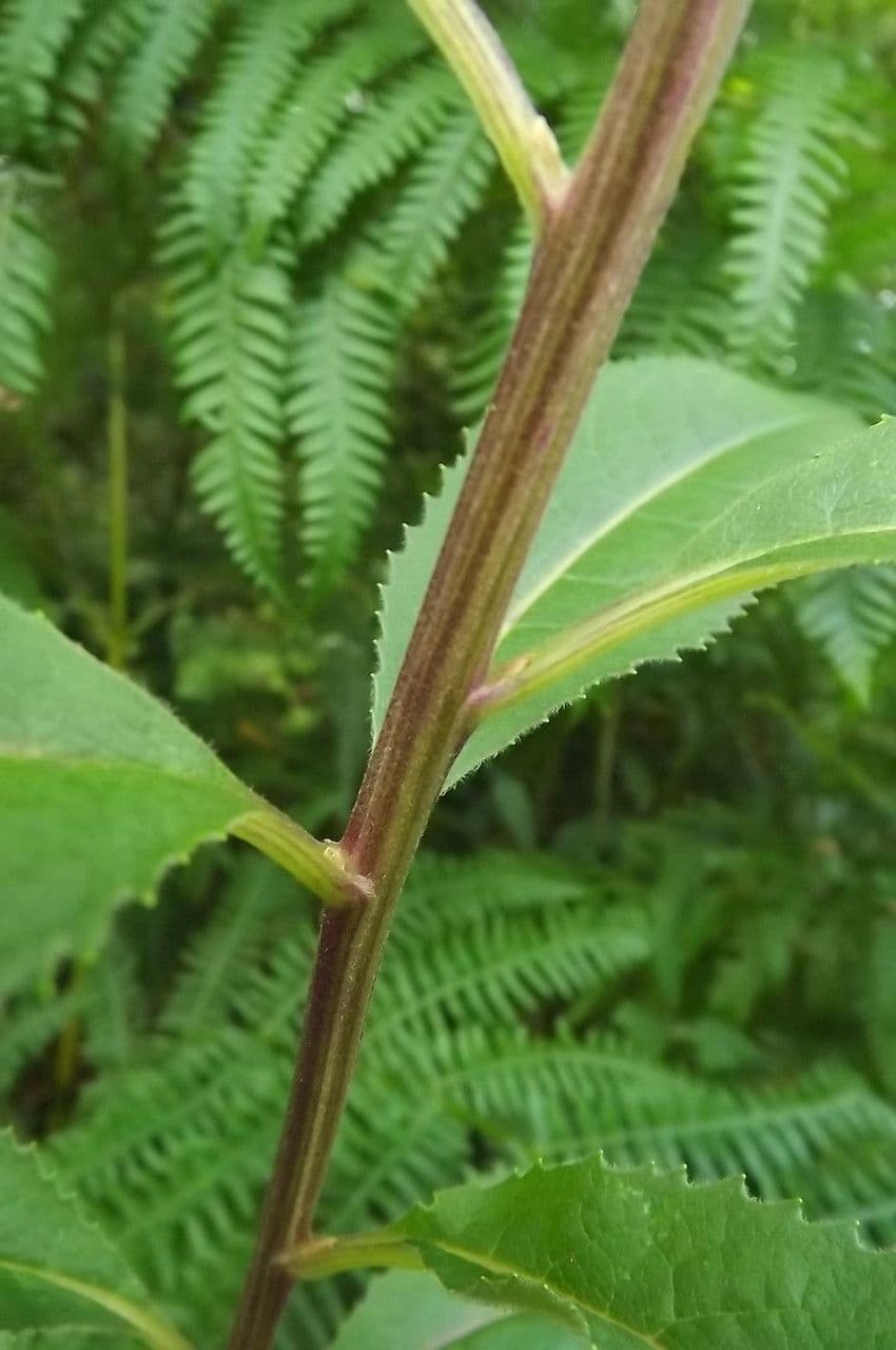 Bayonner Greiskraut 23