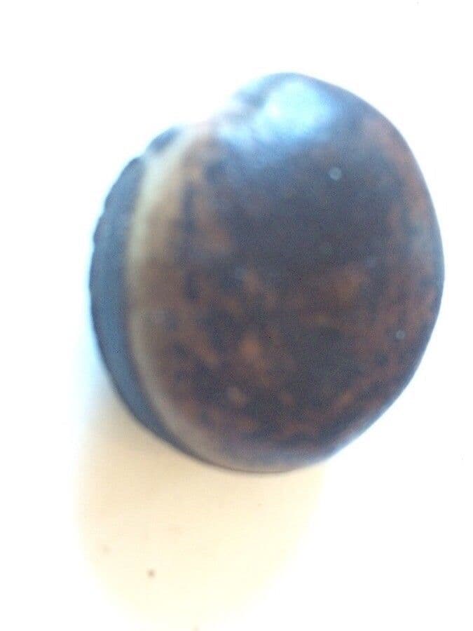 Macropsychanthus 4