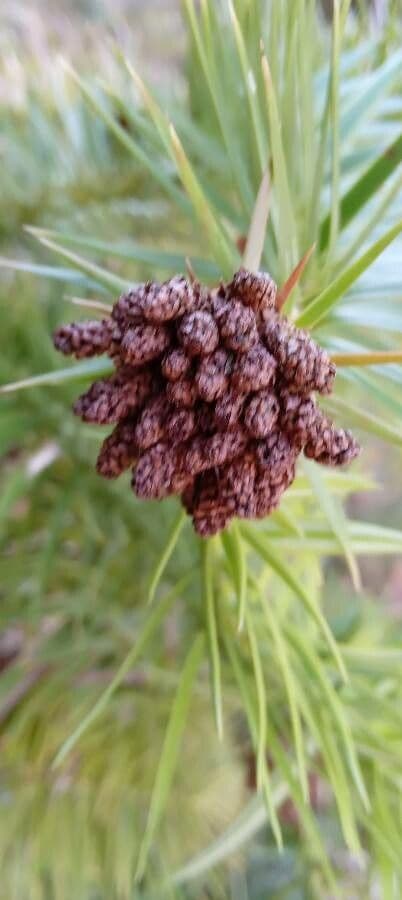 Abete cinese 8