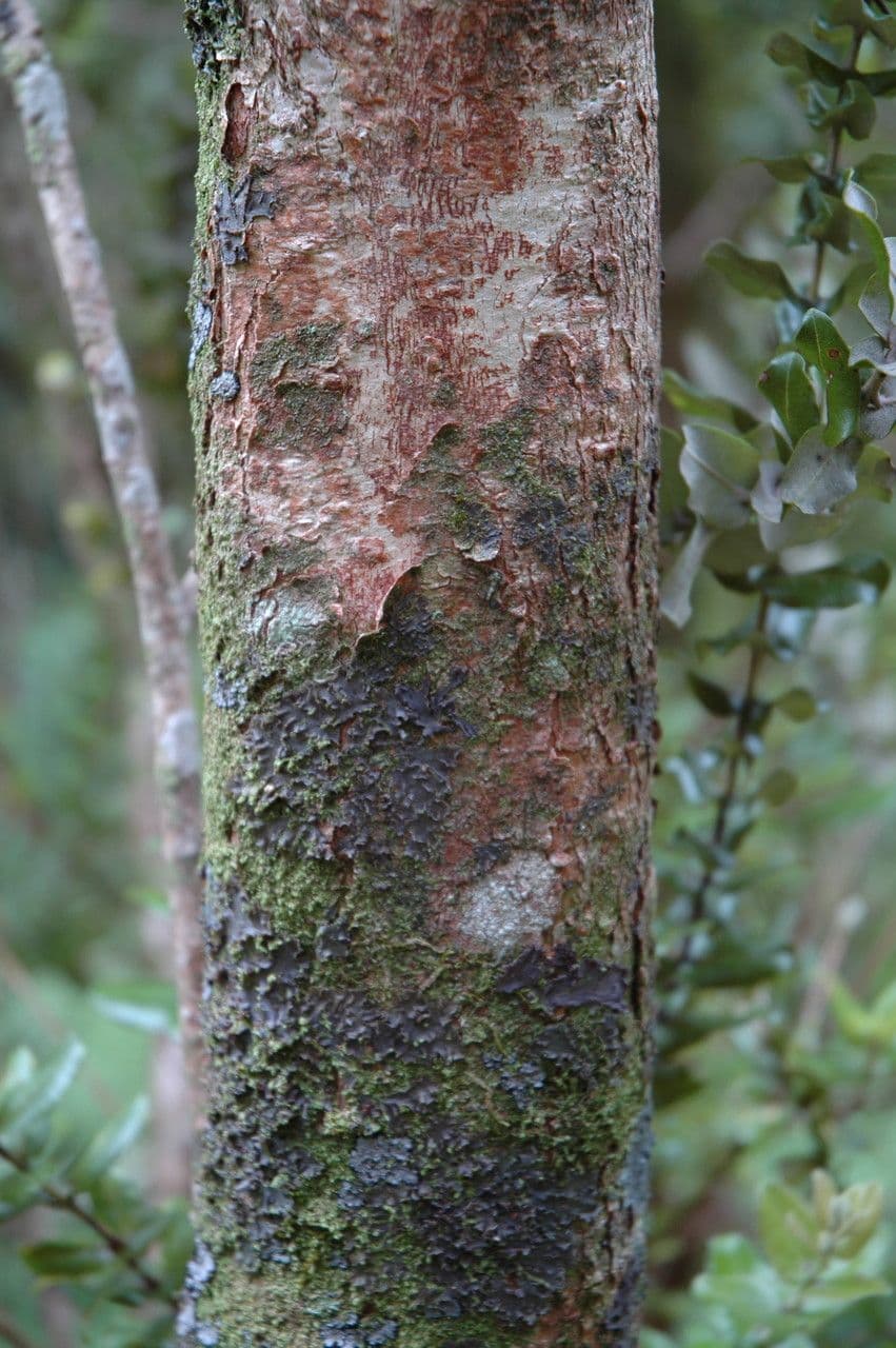 Metrosideros polymorpha 19