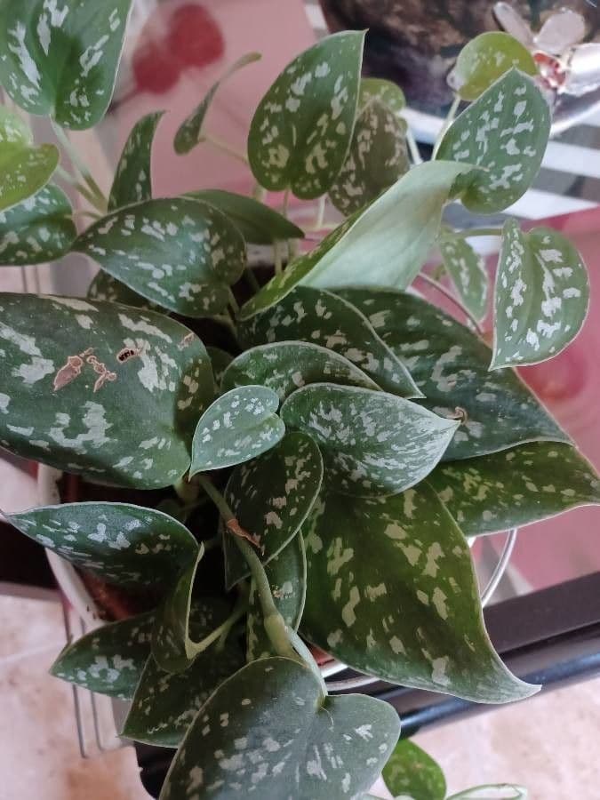 Scindapsus 8