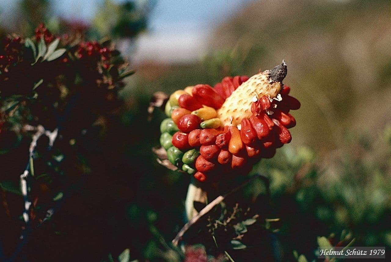 Arum