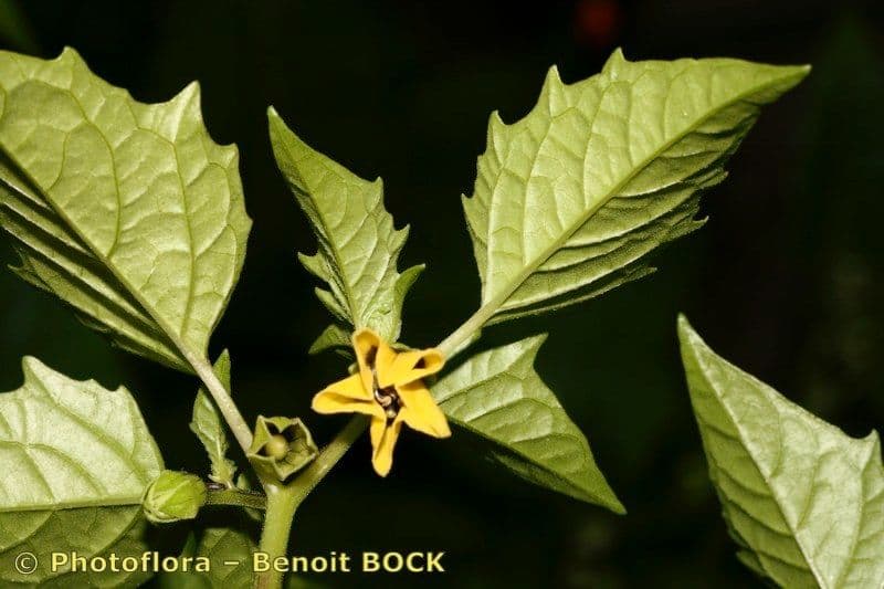 Moruše physalis 16