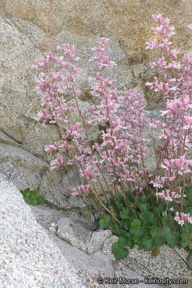 Campanella di corallo 6
