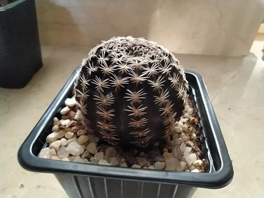 Echinopsis 3