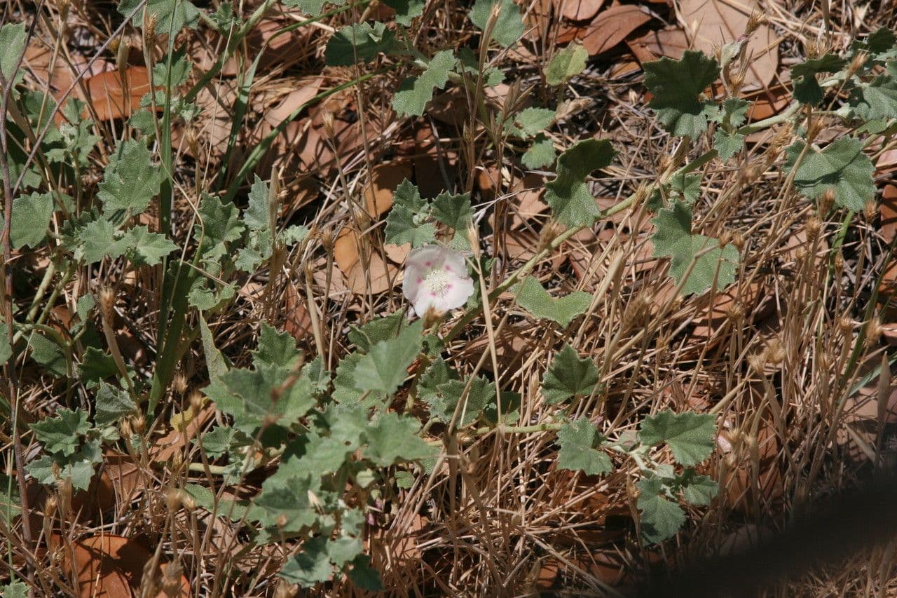 Malvella