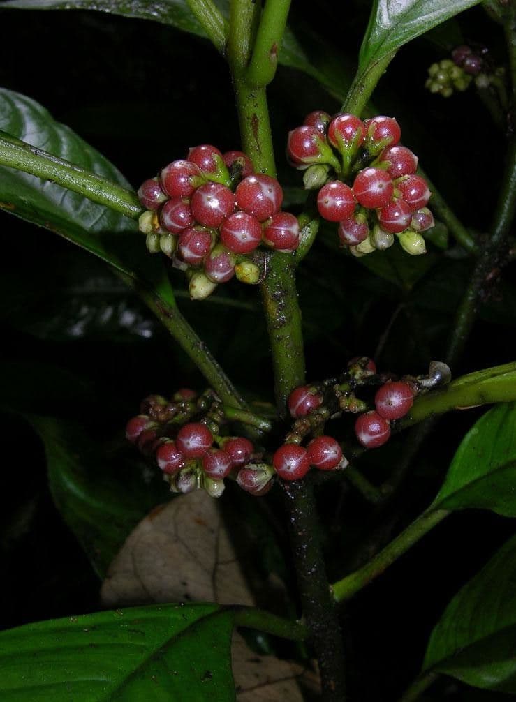 Besleria 16