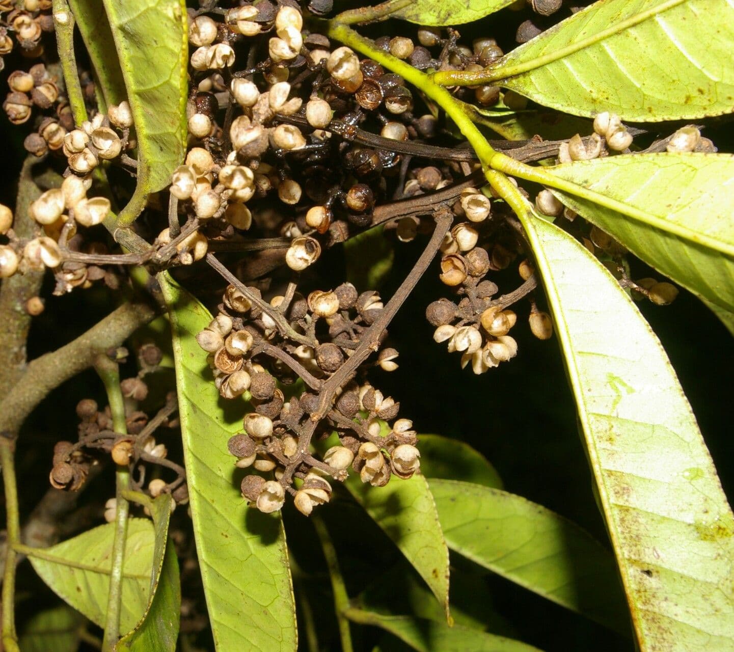 Árbol del dolor de muelas