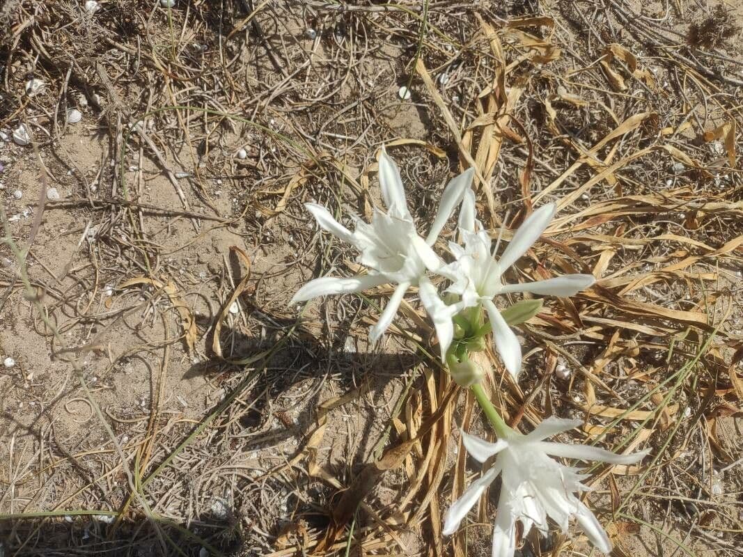 Pankracjum nadmorskie 21