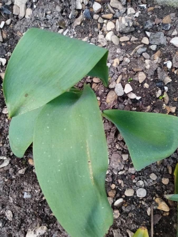 Tulipano di Gesner