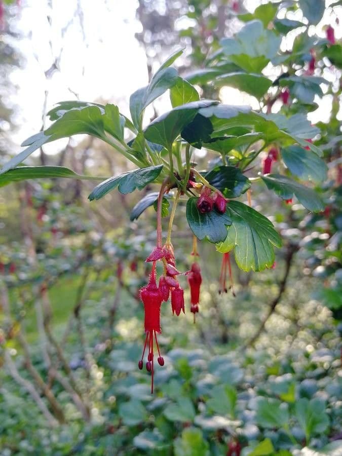 Fuchsiöse johannisbeere 10