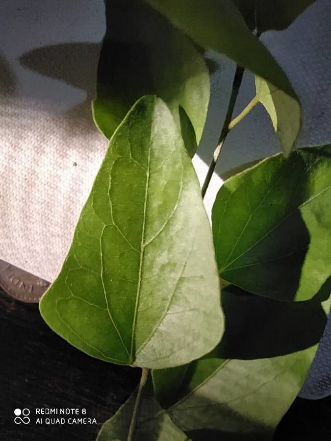 Cocculus hirsuto 4