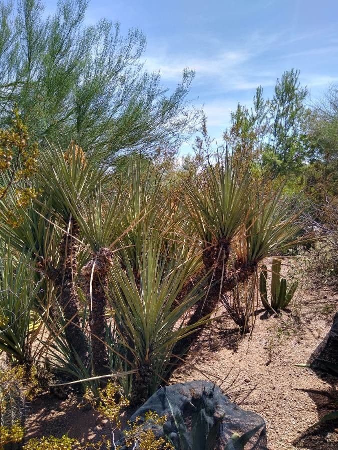 Yucca bacata 21