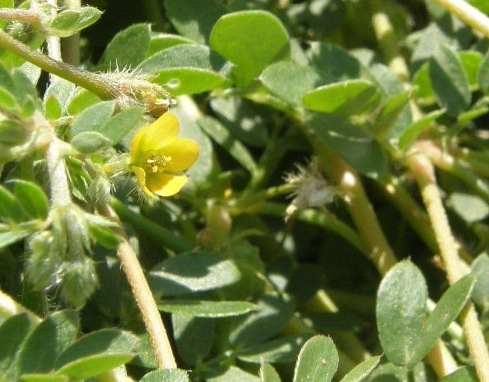 Kallstroemia californica 6