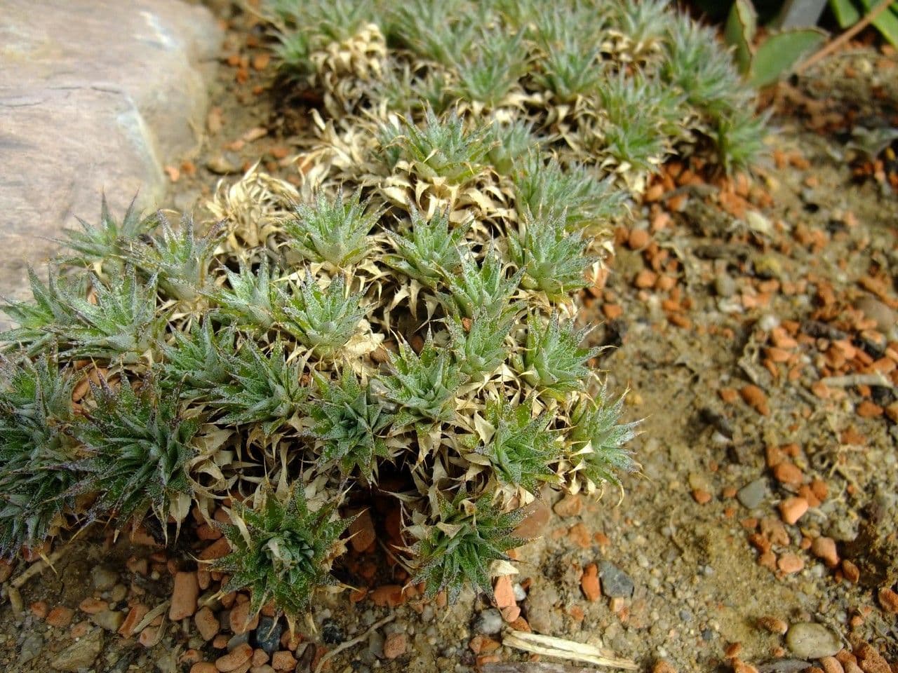 Deuterocohnia 6
