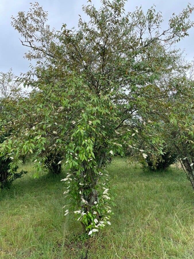 Croton dicogamo 10
